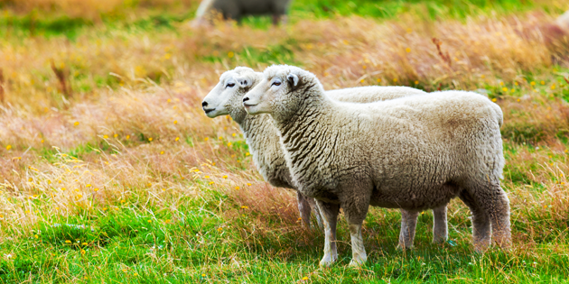 KÜÇÜKBAŞ HAYVAN İTHALATININ ÖNÜ AÇILDI