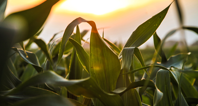 TARIMDA 4 MİLYAR LİRALIK VERİM ARTIŞI SAĞLANACAK