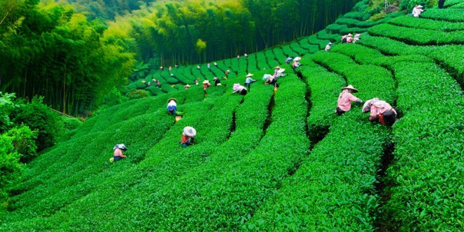 YAŞ ÇAY ALIM FİYATI AÇIKLANDI