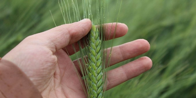 BEŞ BİN YIL SONRA DİRİLİŞ