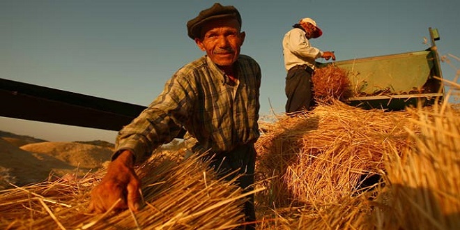 ÇİFTÇİNİN ÜRÜNÜ TARLADA KALMAYACAK
