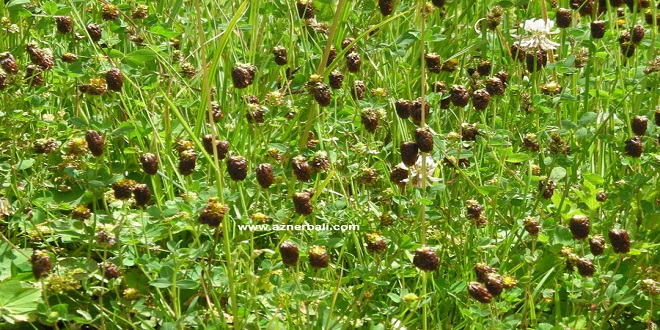 ARZ DÜŞÜK TALEP FAZLA ALICILAR SIRADA