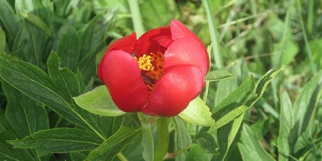 KOPARMANIN CEZASI 41 BİN LİRA