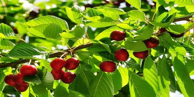 ÇİNLİLERİN YENİ KEŞFİ