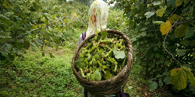 SERBEST PİYASA ÜRETİCİLERİ HAYAL KIRIKLIĞINA UĞRATTI