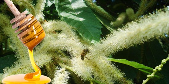 KESTANE BALI ANZER BALIYLA YARIŞIYOR