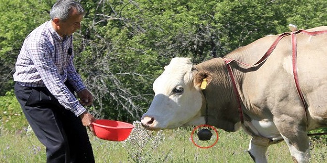 MODERN ÇOBANDAN İBRETLİK UYGULAMA