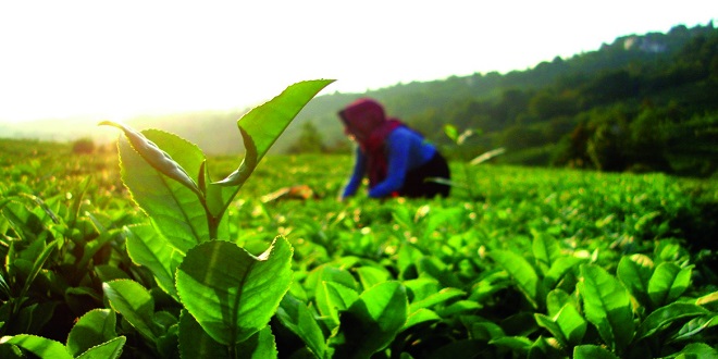 İZMİRLİ ÜRETİCİLERE PRİM MÜJDESİ