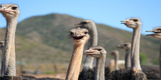 UZMANLAR AÇIKLIYOR ÖNEMLİ SAĞLIK KAYNAĞI