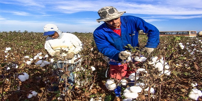 PAMUK ÜRETİCİLERİNİN BEKLEDİĞİ CAN SUYUNA 2 GÜN KALDI
