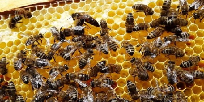 YATLARA VERİLEN DESTEK ARICILARA DA VERİLSİN