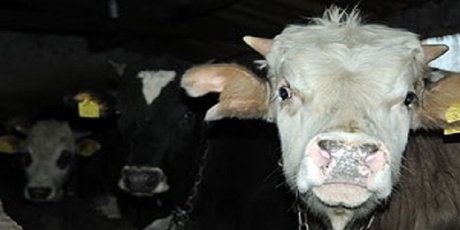 İHMALLERİN FATURASINI HEM ÜRETİCİ HEM HALK ÖDÜYOR