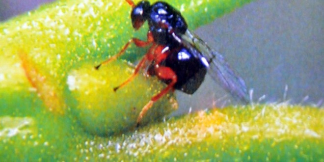 TEHDİT İÇİN ALARM VERİLDİ