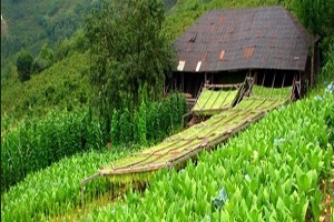 Tütünde İthalat Rekoru Kırdık