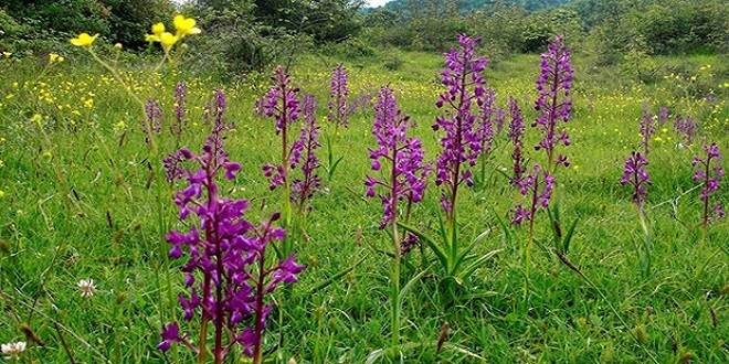 CEZASI PAHALIYA PATLADI