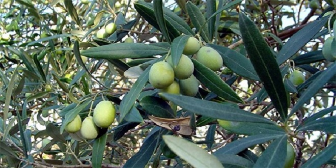 ANSIZIN ÇIKAN YASALAR BİR KÜLTÜRÜ YOK EDİYOR