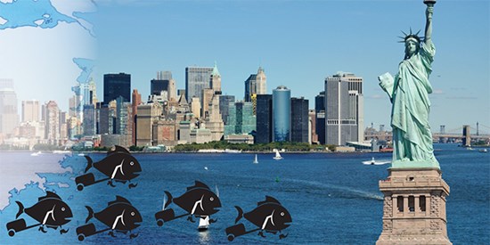 AMERİKAN SOFRALARININ EN GÜZEL SÜSÜ EGE DEN