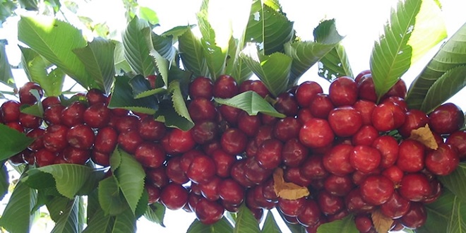 ULUKIŞLA NEREDEYSE AVRUPAYI DOYURUYOR