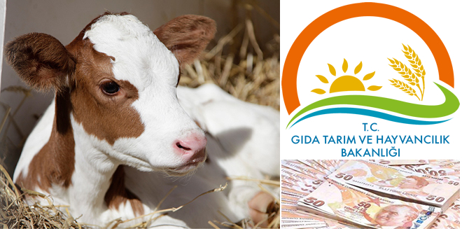 BUZAĞI DESTEKLEME ASKI LİSTELERİ YAYINLANDI