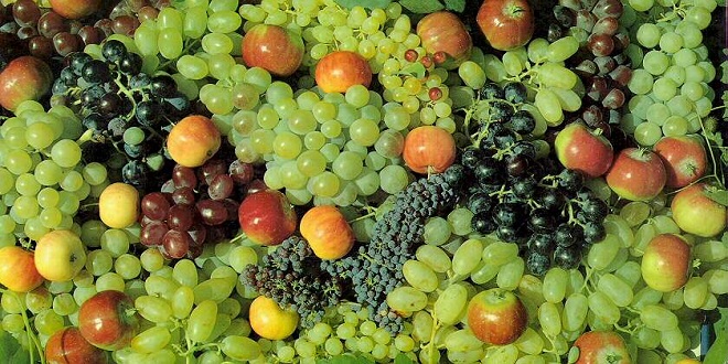 FINDIĞA EK GELİR GETİRİCİ ALTERNATİFLER YOLDA