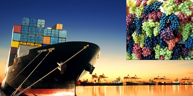 HASADI BAŞLAYAN ÜZÜM İHRACATA HAZIRLANIYOR