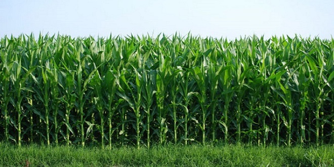 ARZ TALEBİ DENGELİYOR