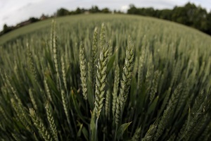 Tarımda Vizyon Meselesi ve İthalat Çıkmazı