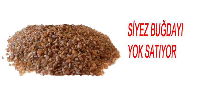 SİYEZ BUĞDAYININ HASADI BAŞLADI