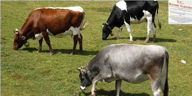 DAMIZLIK DÜVE YETİŞTİRİCİLİĞİNE DESTEK