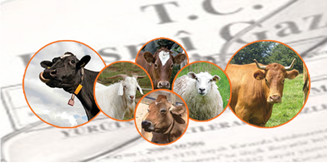 KURBAN KESECEKLER DİKKAT