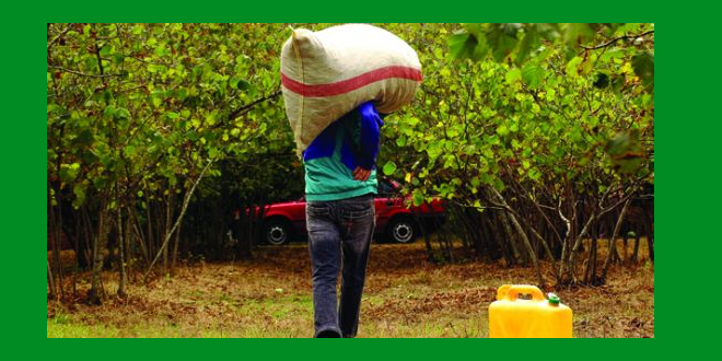 ÜRETİCİLERE AFLATOKSİN UYARISI