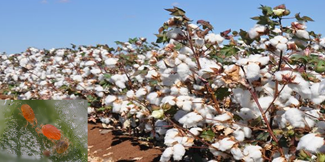 ZARARLI İLE MÜCADELE ŞARTLARI ZORLAŞTI