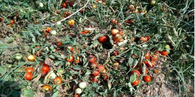 DOMATES VASFINI KAYBETTİ