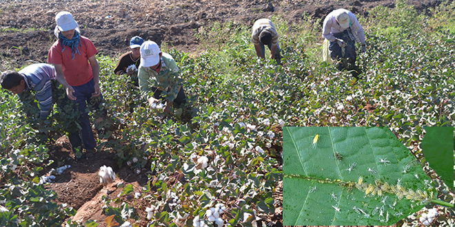 BALLIK ZARARLISI TARLALARI TEHDİT EDİYOR