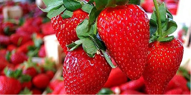 ÇİLEKTE KALINTI SORUNU ÇÖZÜME KAVUŞUYOR