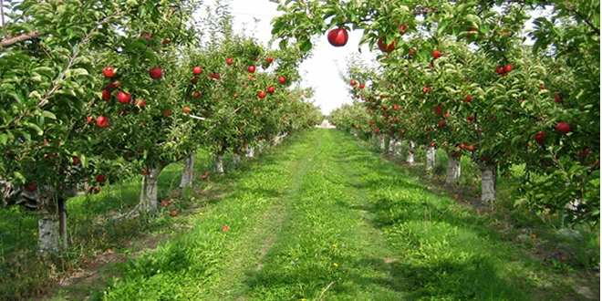 ELMA BU YIL HEM CEP HEM TORBA DOLDURACAK