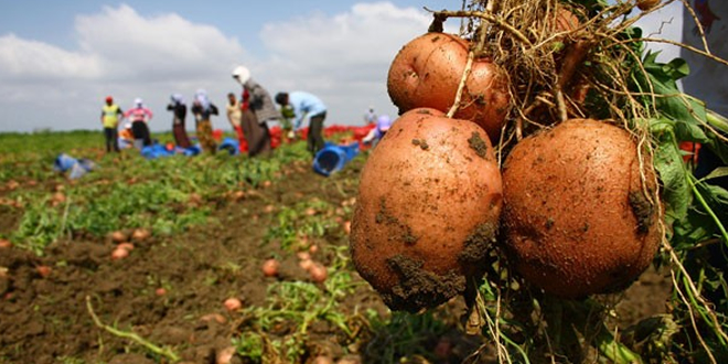 ÜRÜNLER TARLADA KALDI