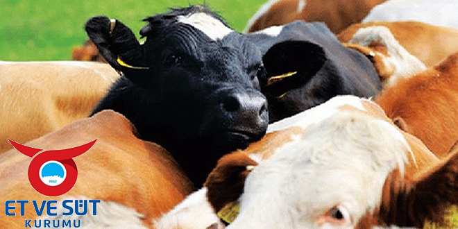 SÖZLEŞME İMZALANDI DANA TALEP EDENLER DİKKAT