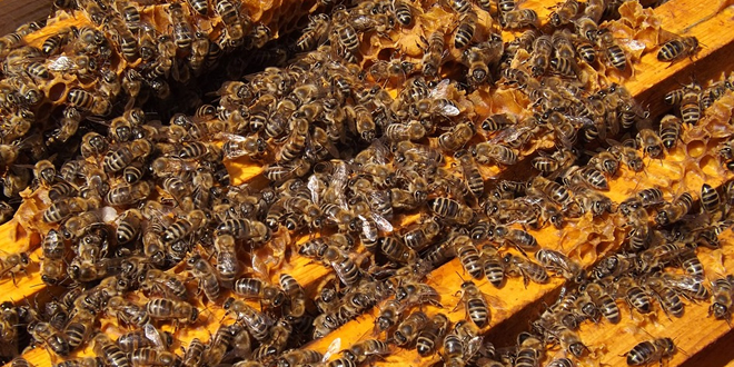 KOVAN BAŞINA DESTEKLEME FİYATLARI AÇIKLANDI