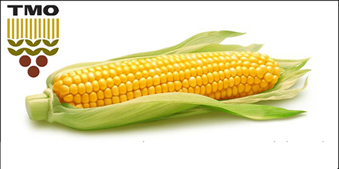 MISIR ÜRETİCİLERİNE SEVİNDİRİCİ HABER