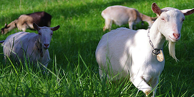 BESİCİLER SÜTÜ İLE MEŞHUR BU KEÇİLERE YÖNELMEYE BAŞLADI