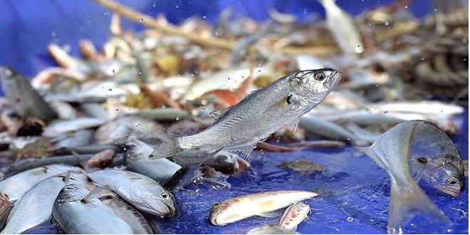 SU ÜRÜNLERİ DESTEKLEMELERİ AÇIKLANDI