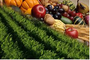 Türkiye Tarımsal İhracatını Nasıl Artırır