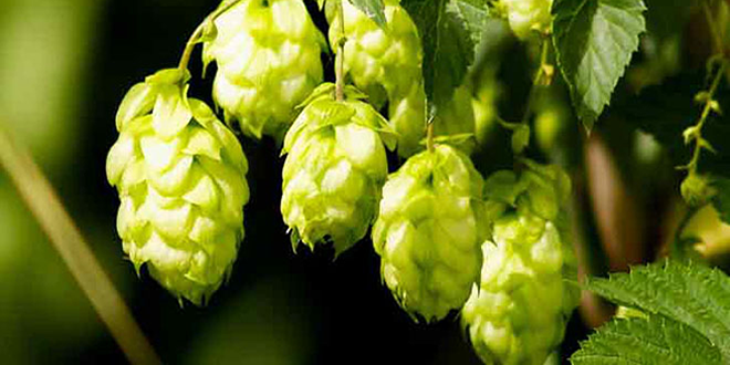 BU YILKİ REKOLTE YÜZLERİ GÜLDÜRÜYOR