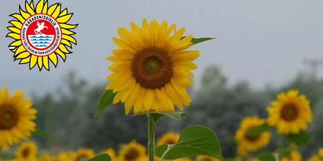 KARADENİZBİRLİK ALIM FİYATLARINI AÇIKLADI