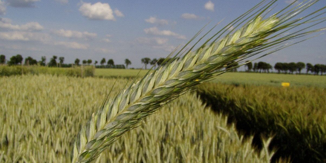 DÜŞÜK MALİYETLE KIRAÇ ARAZİLERİ DEĞERLENDİRİN