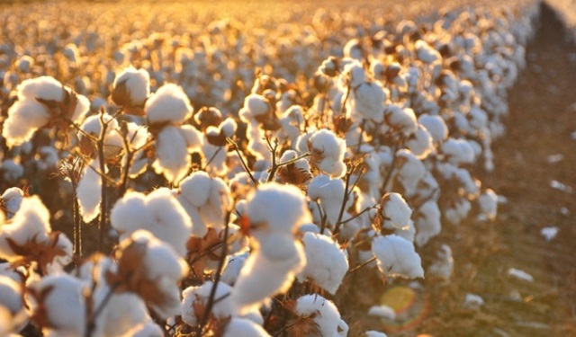 PAMUKTA FİYAT NE OLACAK