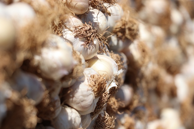 SARIMSAK ÜRETİCİLERİNDEN İTHALAT TEPKİSİ