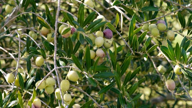 ZEYTİNYAĞINDA GERÇEK REKOLTE NE KADAR