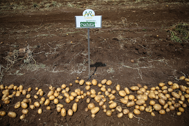 Yerli ve Milli Patates Nahita hasadı başladı